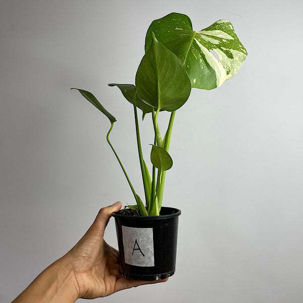 Monstera Thai Constellation Variegated 100mm