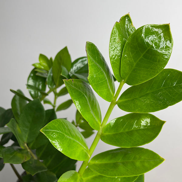 Zamioculcas Zamiifolia Zanzibar Gem 170mm