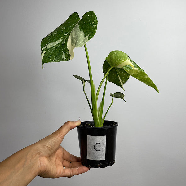 Monstera Thai Constellation Variegated 100mm