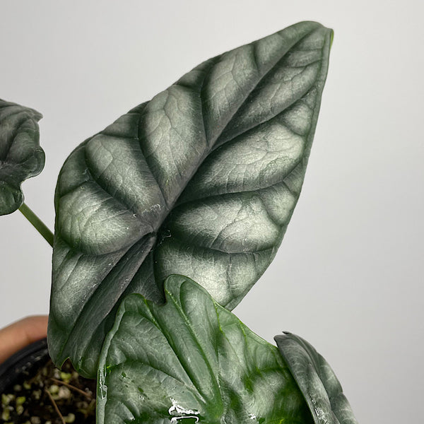 Alocasia Baginda Silver Dragon 100mm