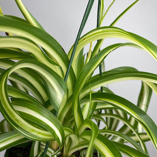 Chlorophytum Curly Spider Plant Bonnie 130mm Hanging