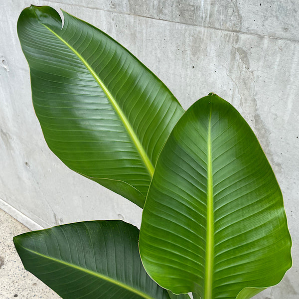 Strelitzia Nicolai Giant Bird of Paradise 250mm