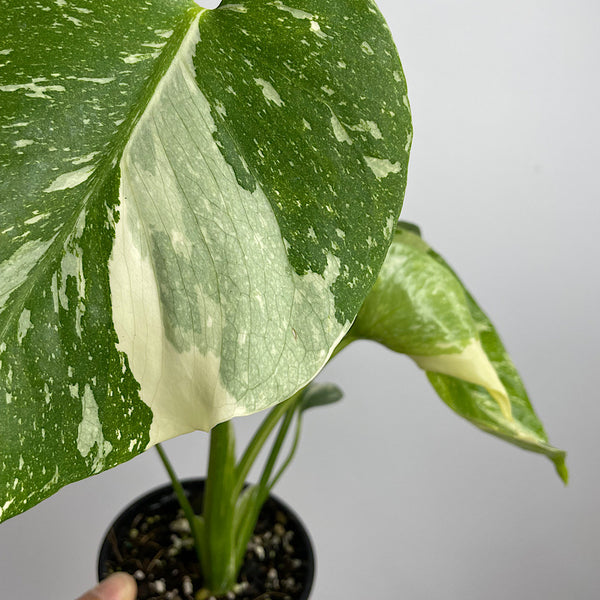 Monstera Thai Constellation Variegated 100mm