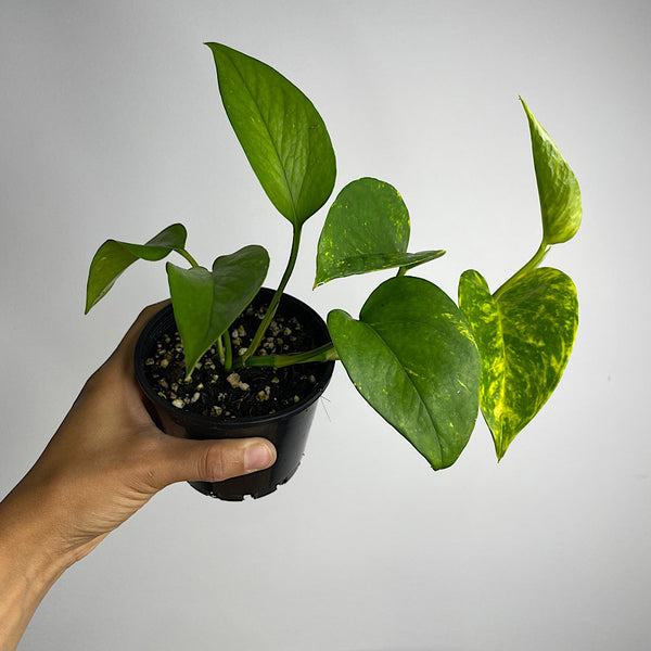 Epipremnum Aureum Devils Ivy Pothos 100mm