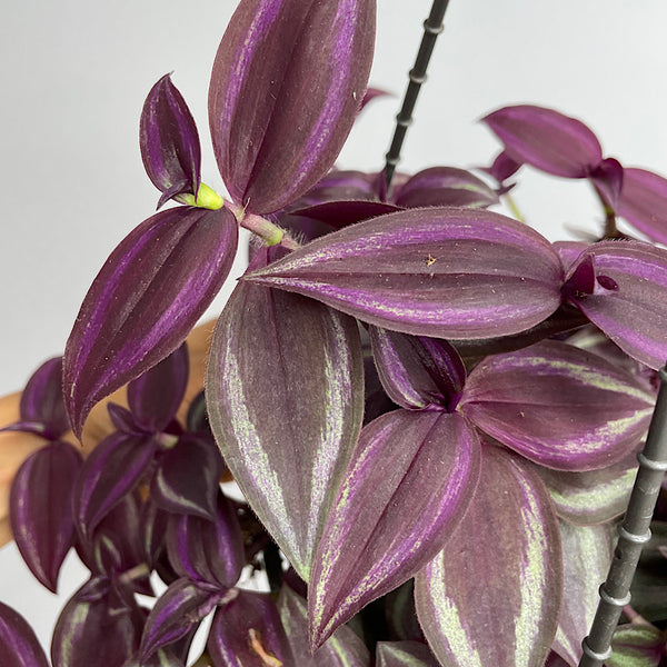 Tradescantia Zebrina Spiderwort 200mm