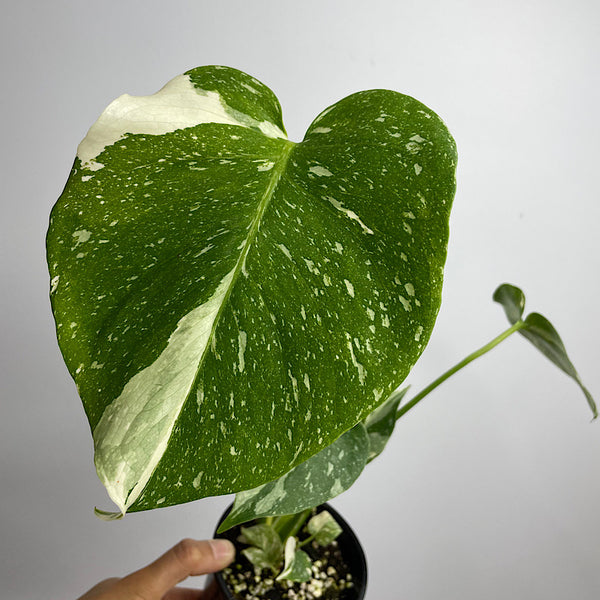 Monstera Thai Constellation Variegated 100mm