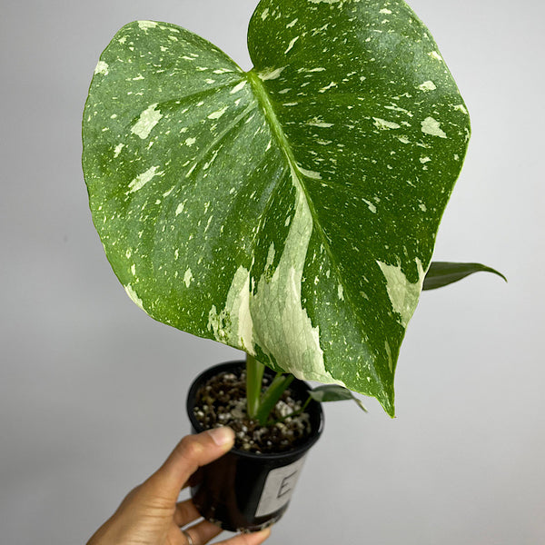 Monstera Thai Constellation Variegated 100mm