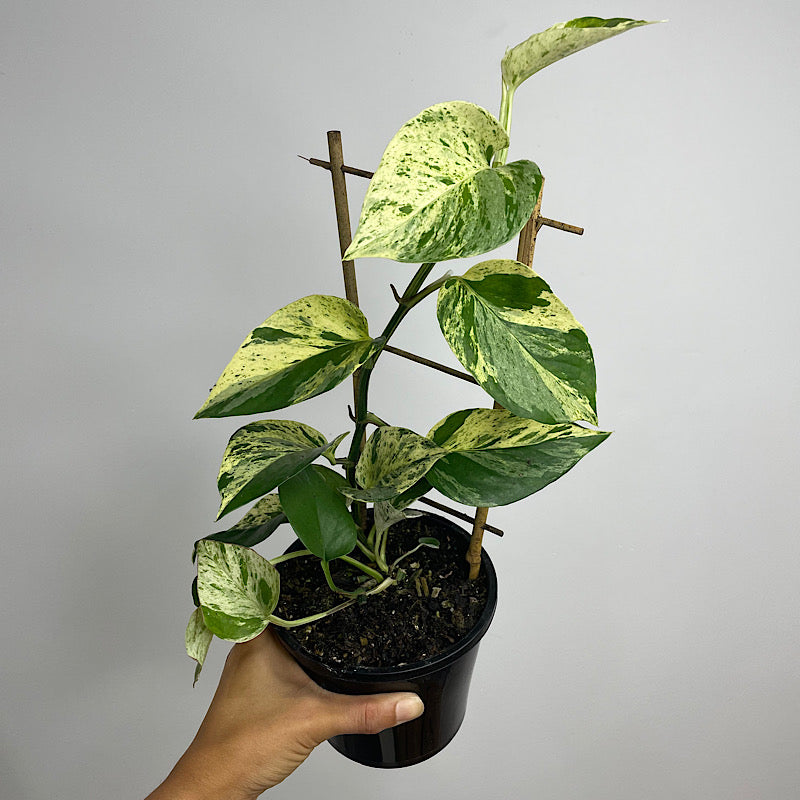 Epipremnum Aureum Marble Queen 130mm