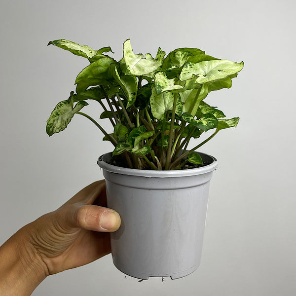Syngonium Pixie 105mm