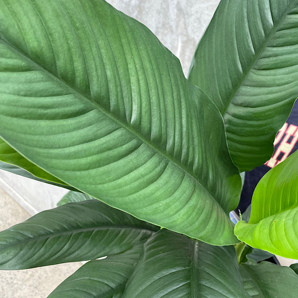 Spathiphyllum Sensation Peace Lily 250mm