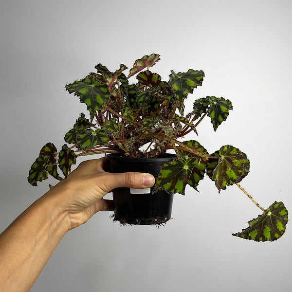 Begonia Rex Tiger Eyelash Begonia 100mm