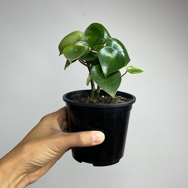 Peperomia Polybotrya Raindrop Pep 105mm