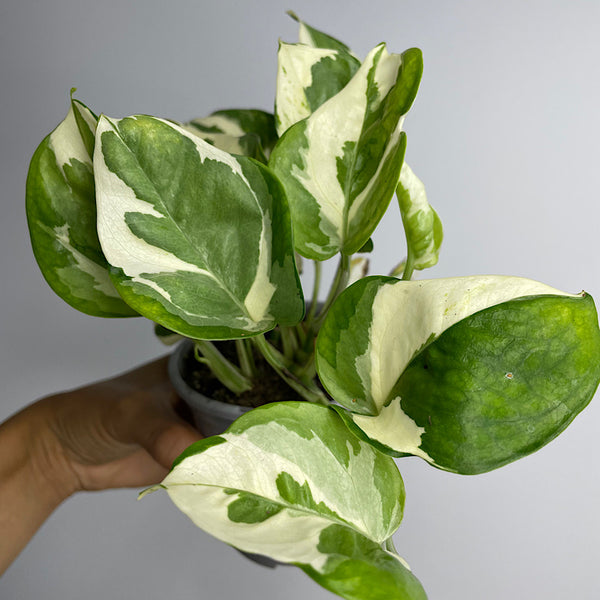 Epipremnum Aureum Snow Queen Pothos 105mm