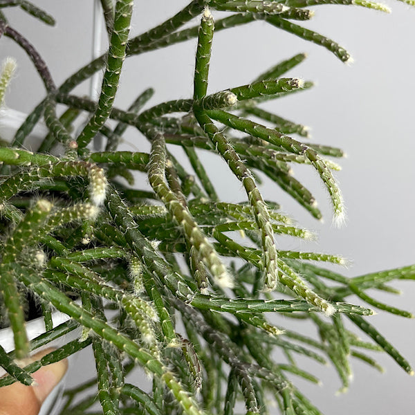 Rhipsalis Pilocarpa 130mm Hanging