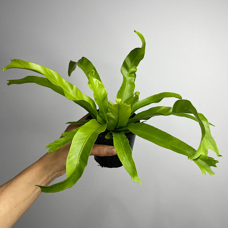 Asplenium Crissie Crested Birds Nest Fern 100mm