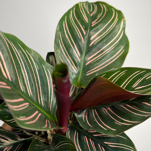 Calathea Ornata Sanderiana Pinstripe 100mm