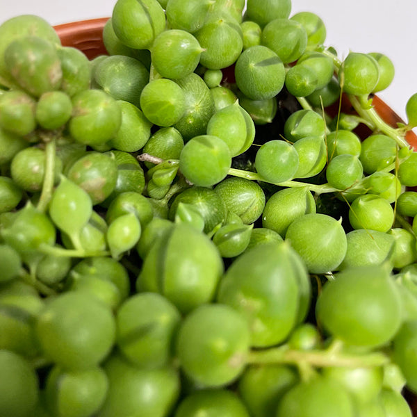 Senecio Rowleyanus String of Pearls 100mm