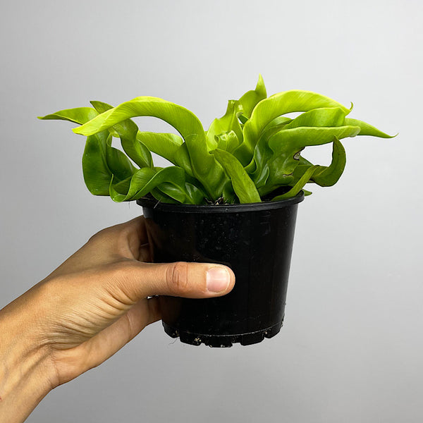 Asplenium Birds Nest Fern Hurricane 100mm