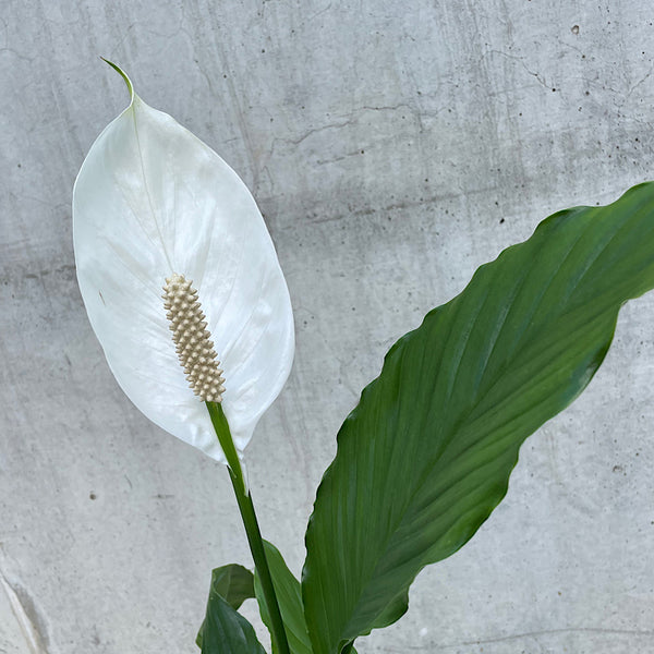 Spathiphyllum Peace Lily 170mm
