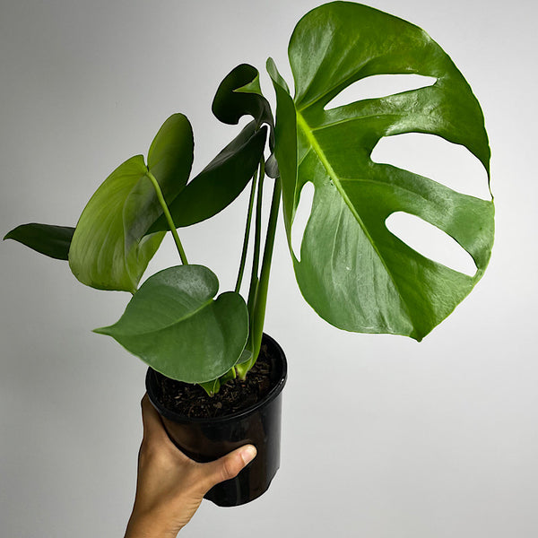 Monstera Deliciosa 140mm