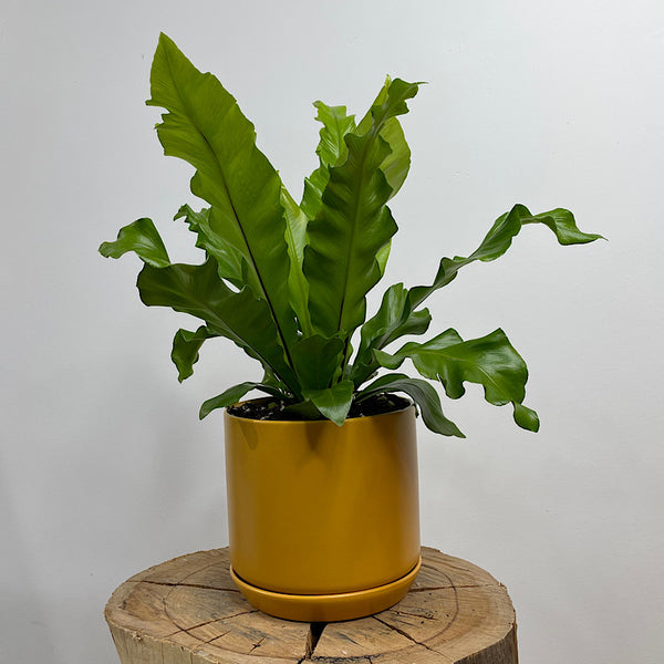 Birds Nest Fern in Medium Oslo Pot Tobacco