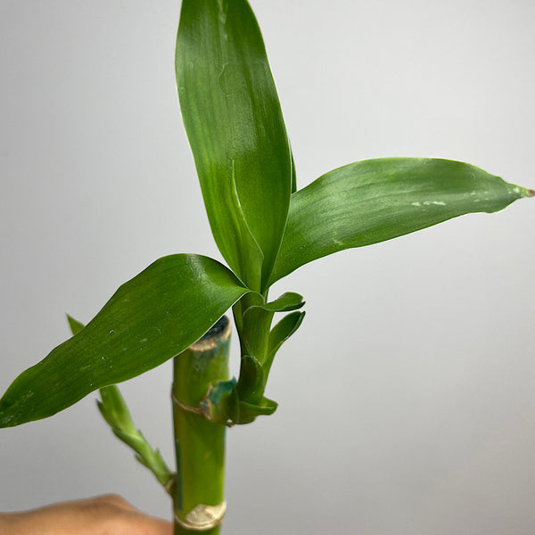 Lucky Bamboo Straight Cane 20 cm