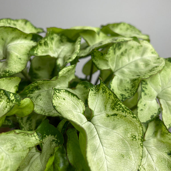 Syngonium Pixie 105mm