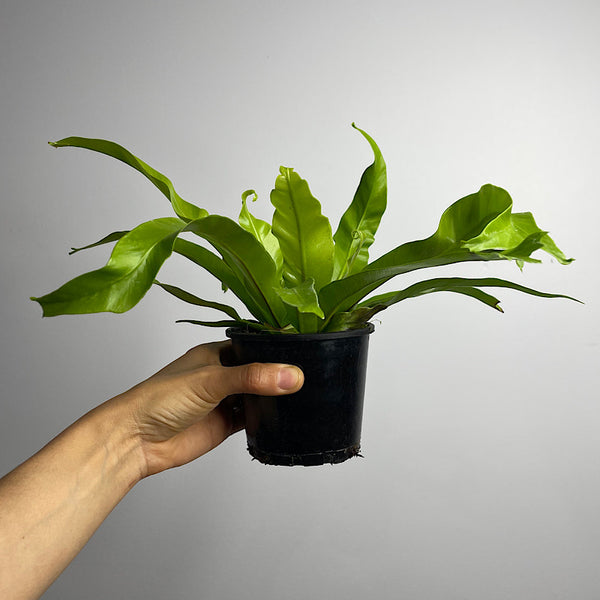 Asplenium Crissie Crested Birds Nest Fern 100mm