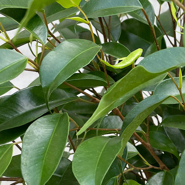 Ficus Benjamina Weeping Fig 200mm