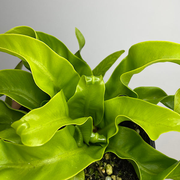 Asplenium Birds Nest Fern Hurricane 100mm