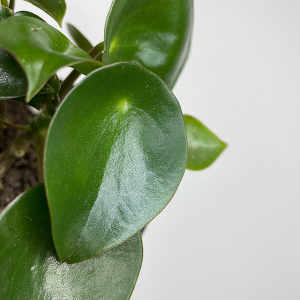 Peperomia Polybotrya Raindrop Pep 105mm