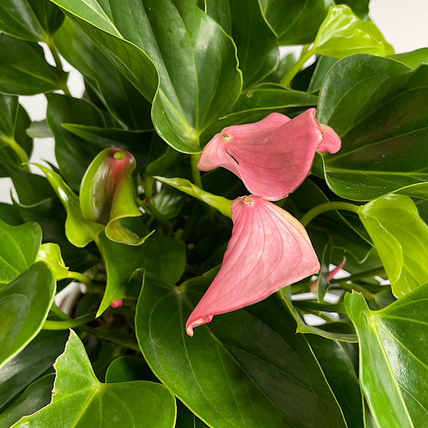 Anthurium Andraeanum Flamingo Flower Pink 140mm
