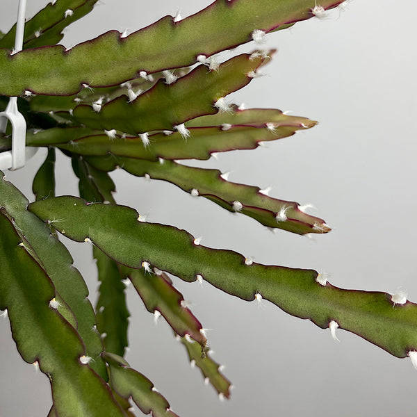 Lepismium Cruciforme 130mm Hanging