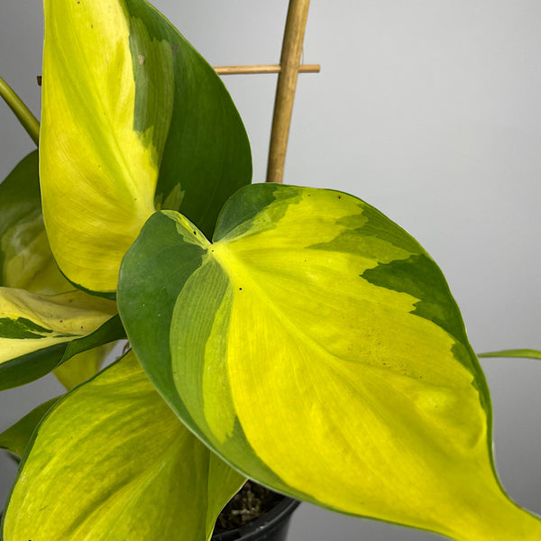 Philodendron Hederaceum Brasil 120mm