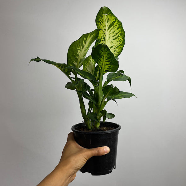 Dieffenbachia Sublime 130mm