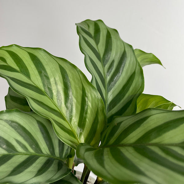 Calathea Freddy 90mm