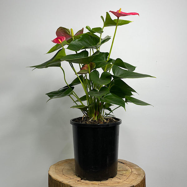 Anthurium Andraeanum Flamingo Flower Pink 175mm