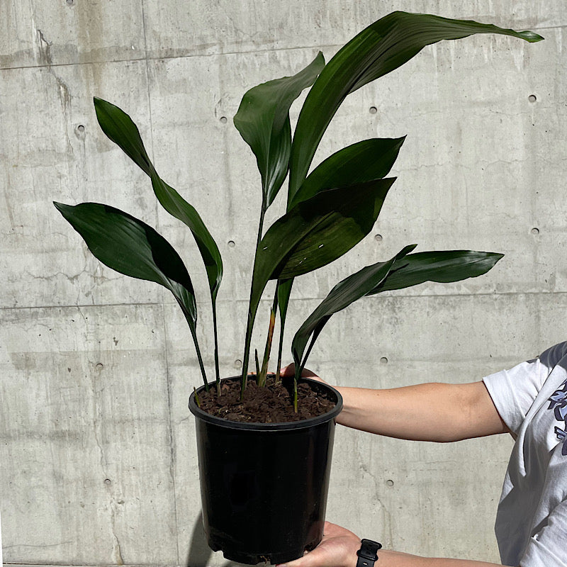Cast Iron Plant