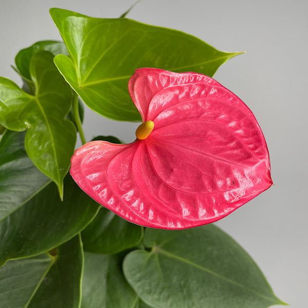 Anthurium Andraeanum Flamingo Flower Pink 175mm