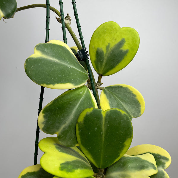 Hoya Kerrii Albo Marginata Heart Leaf 130mm Hanging