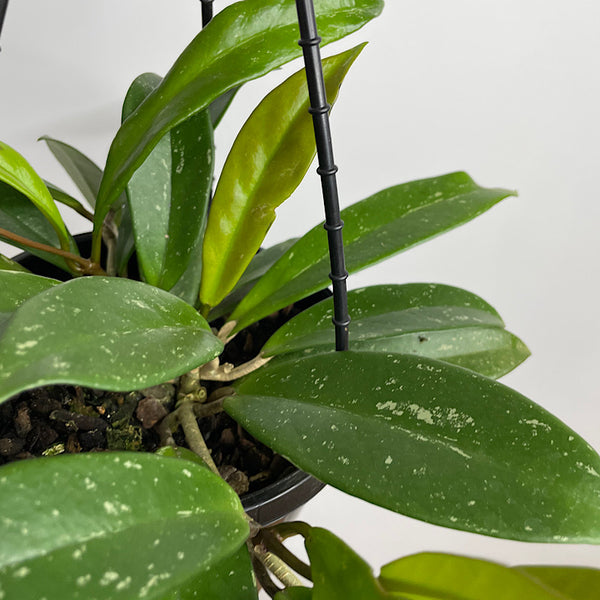 Hoya Wax Plant 155mm