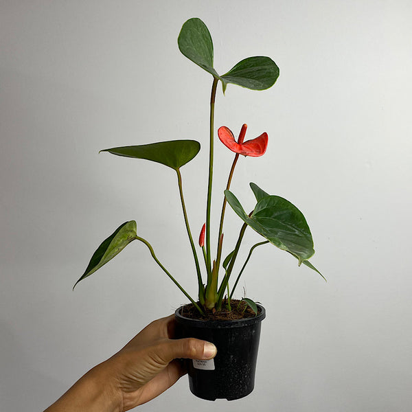 Anthurium Andraeanum Flamingo Flower Red 90mm