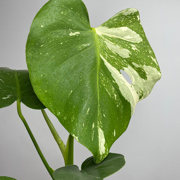 Monstera Thai Constellation Variegated 100mm