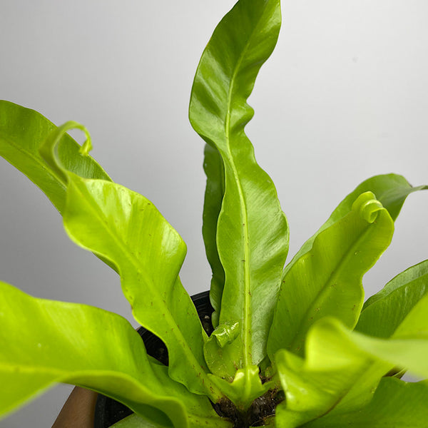 Asplenium Crissie Crested Birds Nest Fern 100mm