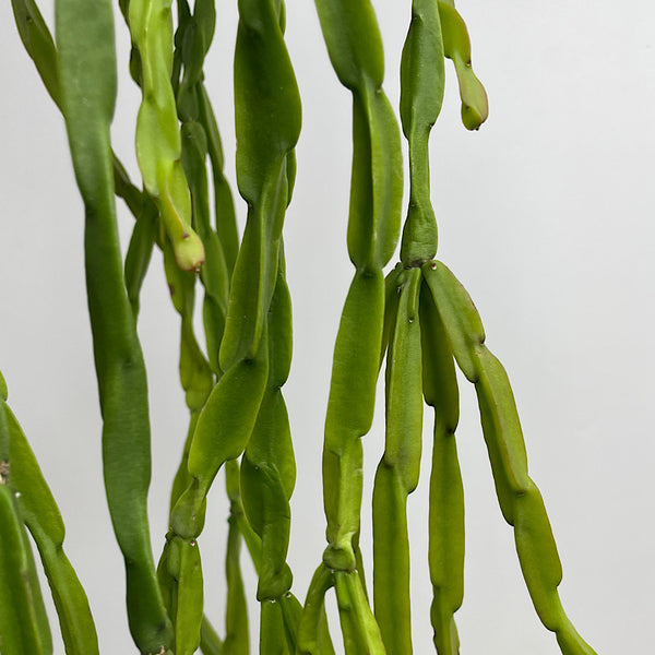 Rhipsalis Paradoxa 130mm Hanging