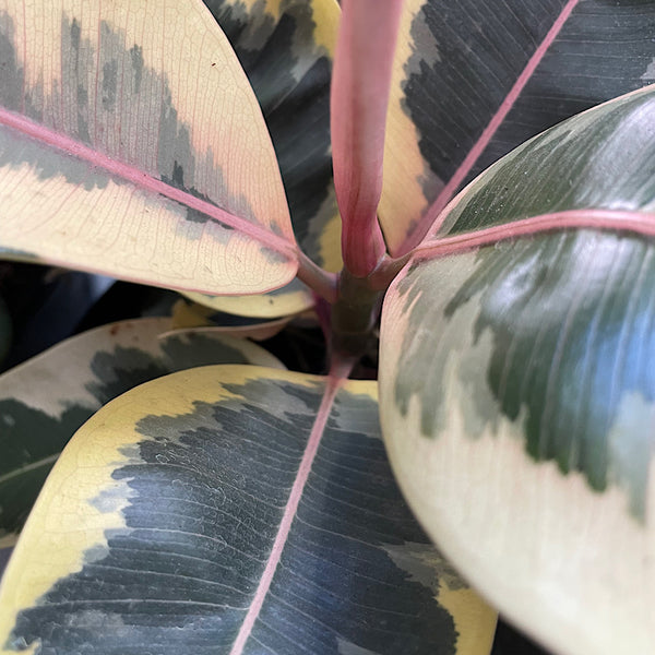 Ficus Elastica Tineke Indian Rubber Tree 200mm