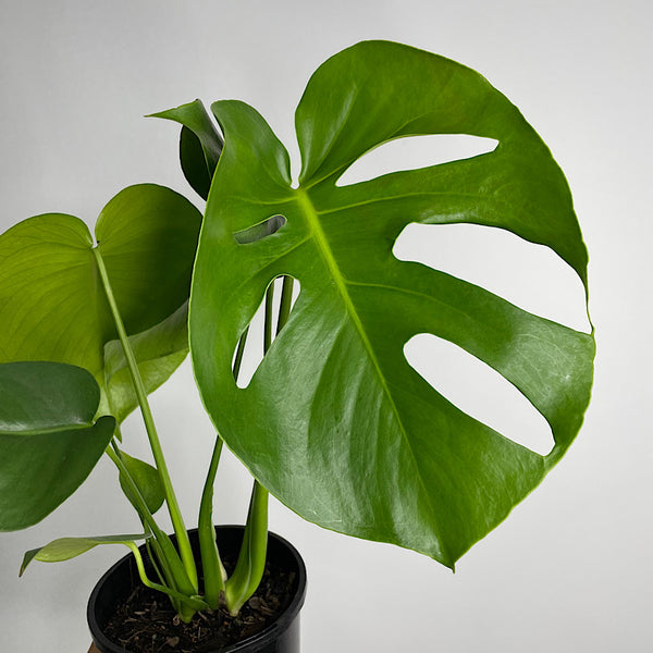 Monstera Deliciosa 140mm