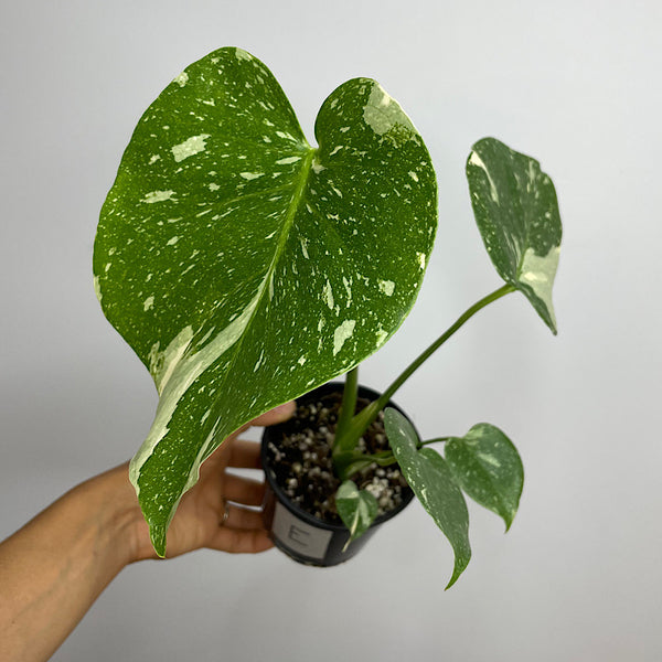 Monstera Thai Constellation Variegated 100mm