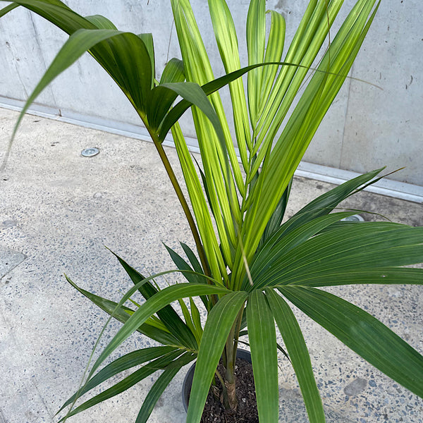 Howea Forsteriana Kentia Palm 200mm