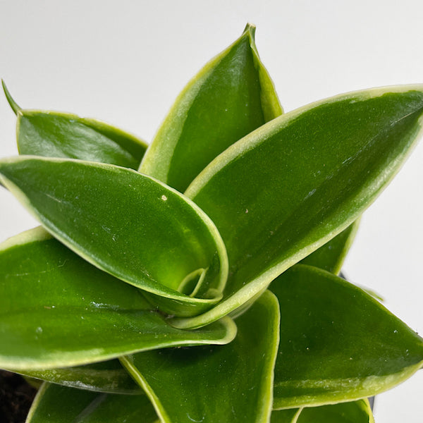 Sansevieria Trifasciata Snake Plant Assorted 100mm